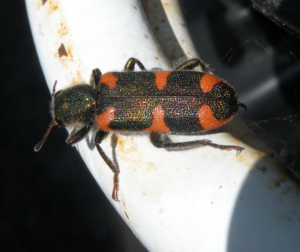 Un Trichodes dalla Grecia: T. punctatus (cf.)